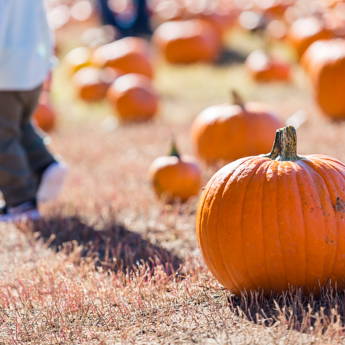 10-of-the-best-activities-in-autumn