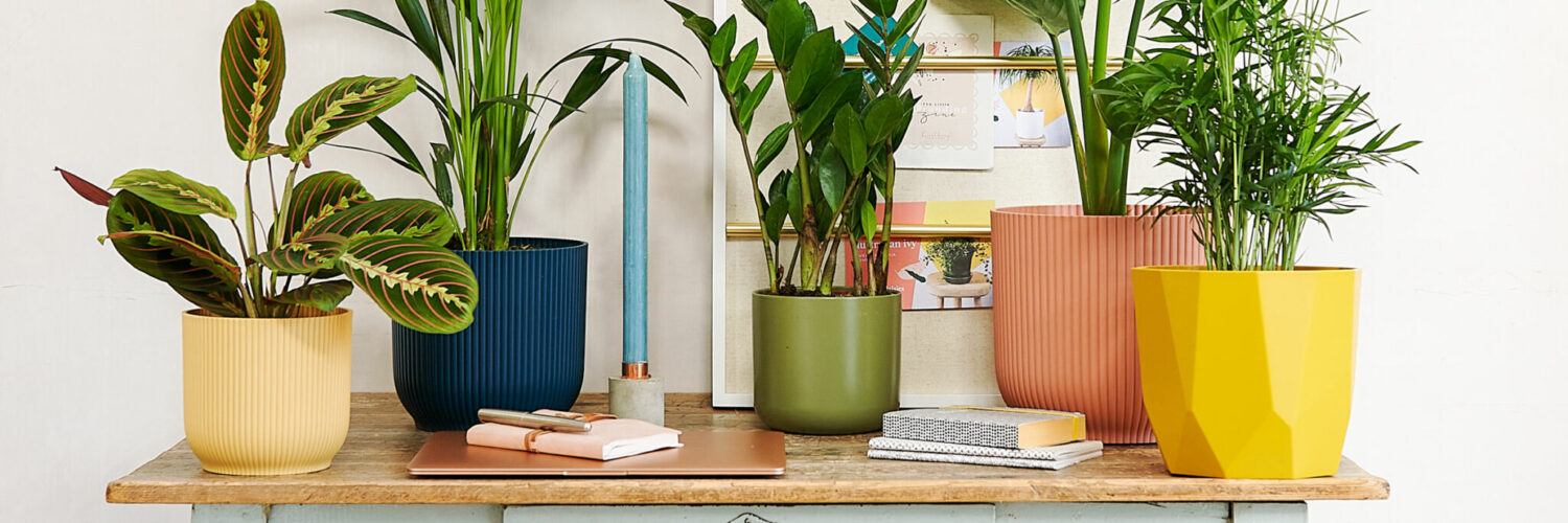 The unexpected benefits of plants in the workspace