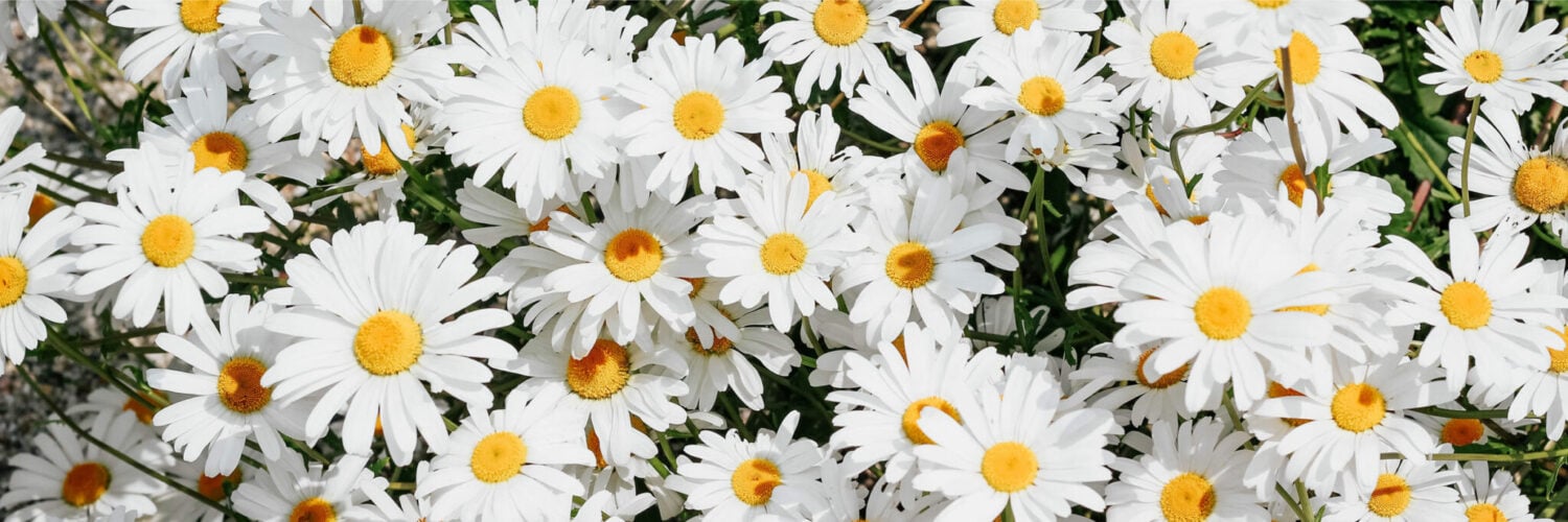 the daisy shopping edit martha brook personalised stationery