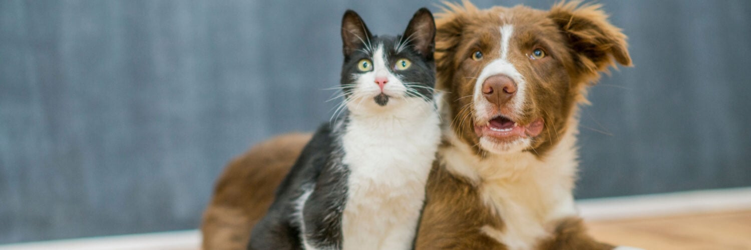 martha brook blog post gifts for animal lovers dog lovers cat lovers banner