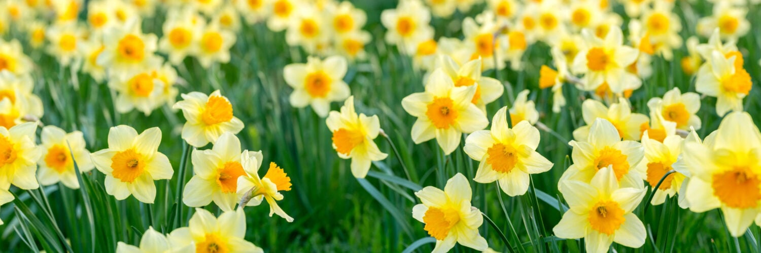 martha brook blog post 10 lovely ways to embrace spring banner daffodils
