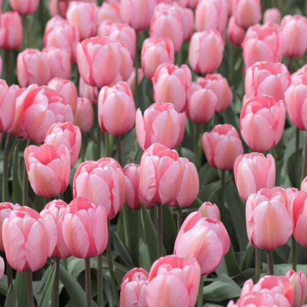 martha brook blog post 10 lovely ways to embrace spring banner tulips