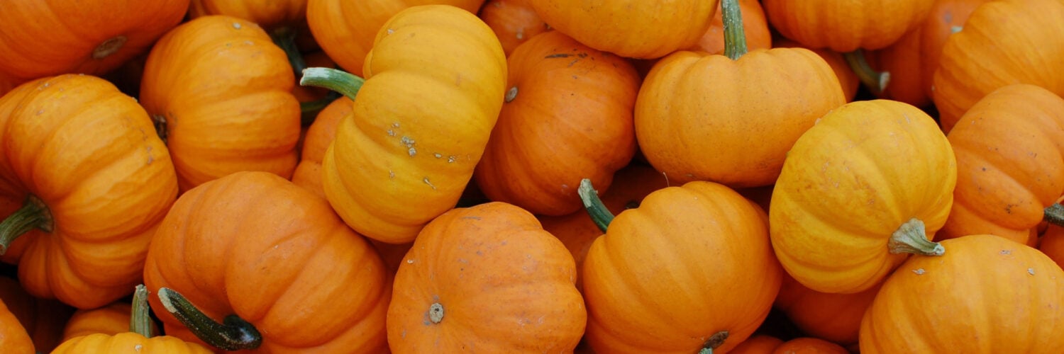 martha brook blog post 12 of the best halloween quotes to share in 2024