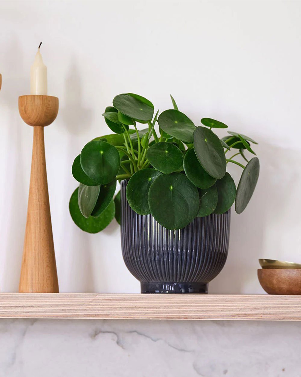 Martha Brook personalised stationery blog 10 ideas for what to get the person who has everything beards and daisies easy to care for plants. A chinese money plant with round, green leaves sits on a shelf in a dark grey pot. There is a wooden candlestick to the left.
