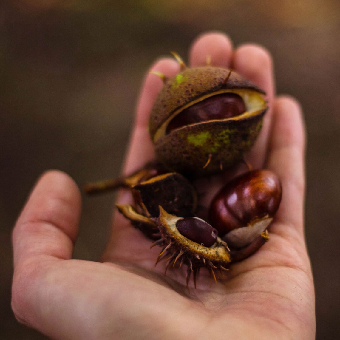 martha brook blog post 9 self-care tips for autumn collect conkers and pretty leaves