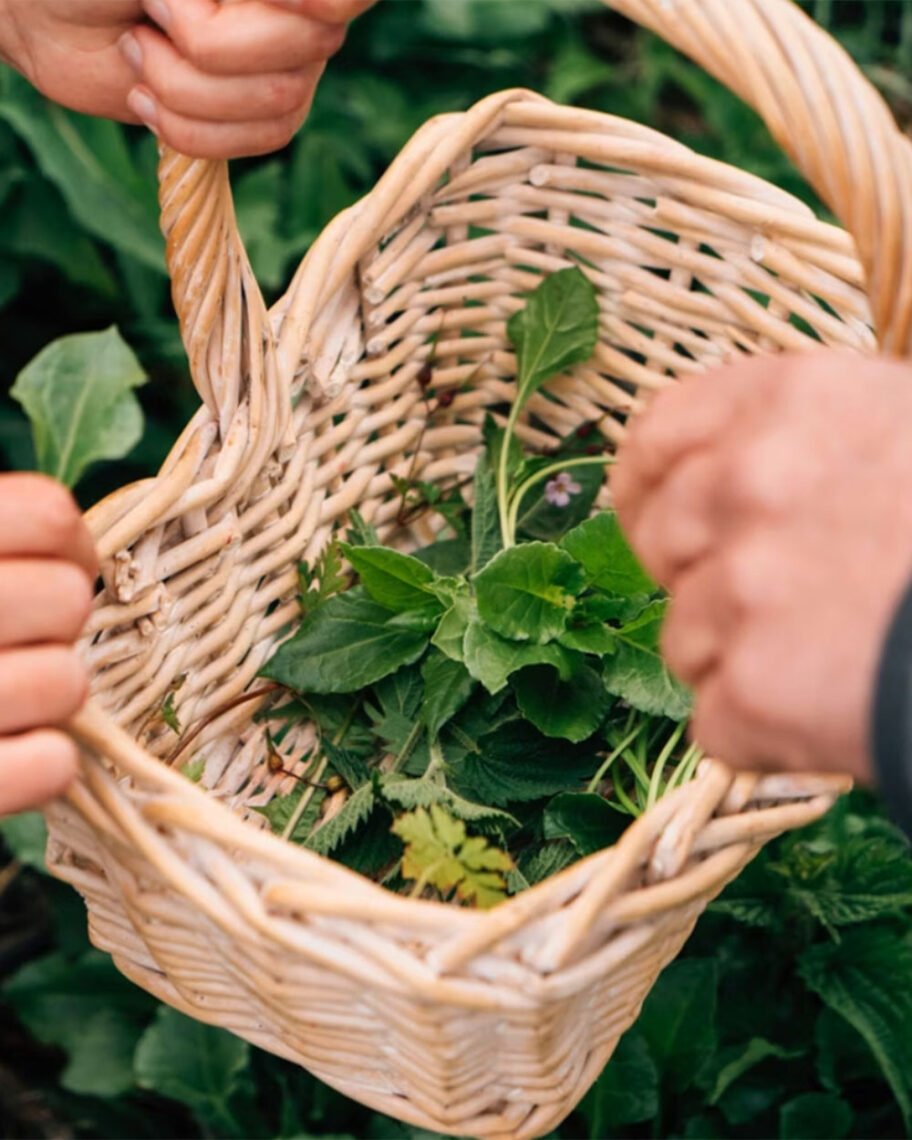 Martha brook blog post 12 of the best gift experiences totally wild foraging